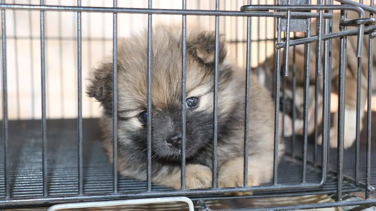 bazar tangamanga venta de mascotas (8)